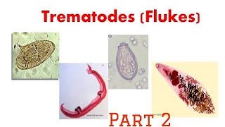 Trematodes  Clonorchis [upl. by Kotick]