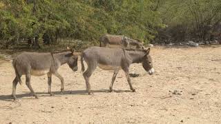 Hoofprints in the Sand Journey with Desert Donkeys  Echoes in the Arid Silence Desert Donkeys [upl. by Leuas]