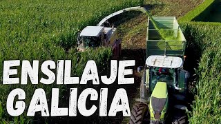 ENSILAJE en GALICIA Claas en acción  Claas Jaguar amp 2x Claas Axion [upl. by Anikahs]