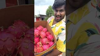 Dragon Fruit Farm in Araku 😋😍 Fresh and Tasty 😍 trending shorts youtubeshorts food farming [upl. by Alethia]