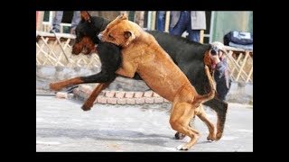 Rottweiler Attacks a Pitbull [upl. by Ycnej]