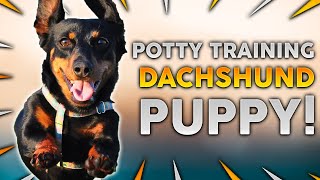 DACHSHUND PUPPY TRAINING How To Potty Train Your Dachshund Puppy [upl. by Rotberg]