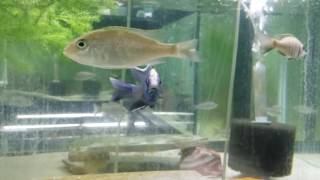 Copadichromis Mloto Florescent quotGreen Face Mlotoquot [upl. by Enneire]