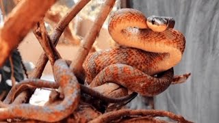 Neotropical bird snake📍Parque Reptilandia Costa Rica [upl. by Curnin]