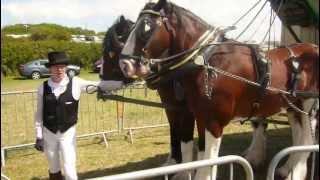 Shire horses pulling an omnibus [upl. by Nylecoj]