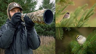 Sony a7R IV 200600mm Bird Photography Darkeyed Juncos and Goldencrowned Kinglets [upl. by Neelhsa986]