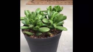 My crassula collection and tips for caring for crassula plants [upl. by Micco178]