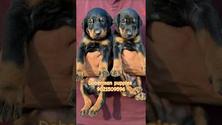 Top quality Doberman puppies for sale in pune mumbai ✨️ 🔥 doberman pets shorts like ytviral [upl. by Anavlis161]