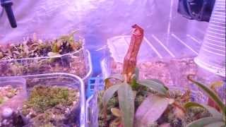 Nepenthes Terrarium cooled with Peltier Element 16032013 [upl. by Dray]