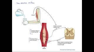 The stretch reflex [upl. by Engedi]