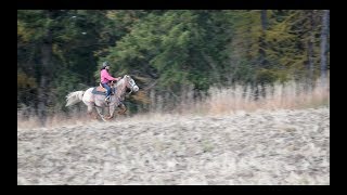 Schleich Horse Lover 200 and Sunshine in Full Gallop Across Field [upl. by Kavanaugh]