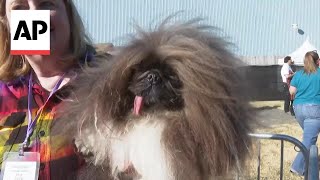 8yearold Pekingese ‘Wild Thang’ wins World’s Ugliest Dog contest [upl. by Yddet]