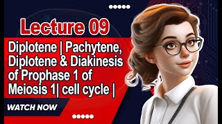 Diplotene  Pachytene Diplotene amp Diakinesis of Prophase 1 of Meiosis 1 cell cycle  Lecture 9 [upl. by Alhak]