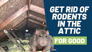 5 Step Solution to Get Rid of Rodents Like Mice and Rats in Your Attic for Good [upl. by Unam]