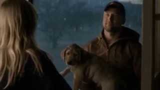 Budweiser Puppy Love commercial awesome very cute ad [upl. by Hgielrebma]