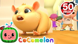 Lost Hamster Song  More Nursery Rhymes amp Kids Songs  CoComelon [upl. by Llovera756]