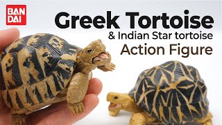 Indian Star Tortoise amp Indian Star Tortoise Gashapon Action Figure [upl. by Ajnot]