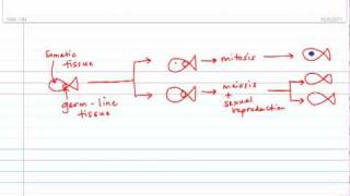 93  Fertilisation and Stages of Prenatal Development [upl. by Berrie]