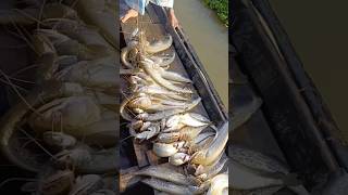 Fish amazingfishing fish cid fishingtips মাছ shorts shortvideo মাছধরা MSSMahin05603 [upl. by Veronique]