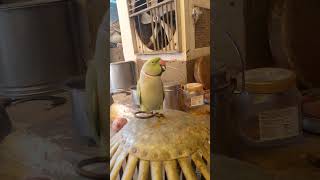 parrot parrottalking parrotlover birds funny ytshorts viralmusic popular [upl. by Crain846]