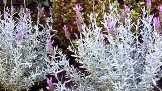 Lavandula stoechas Silver Anouk  Silver Anouk Spanish Lavender [upl. by Ylekalb641]