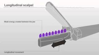 Lotus  Longitudinal Vibration [upl. by How]