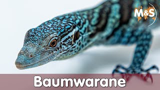 Baumwarane  Gelb Grün Schwarz Blau [upl. by Ervin]