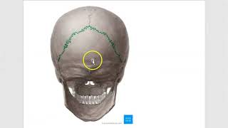 Anatomy 301 Fibrous Joints Classify Suture Skull Syndesmosis Gomphosis Tooth Solved Question Paper [upl. by Ylrebmic20]