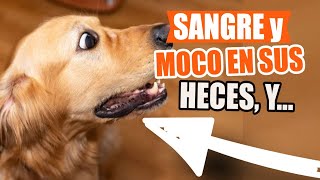 ¿QUÉ Significa MOCO o SANGRE en las HECES y ORINA de Tu PERRO🐶💩 [upl. by Grath]