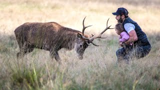 Richmond Park The Wonder And Danger of Rutting Season [upl. by Mcroberts]