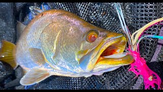 Fly Fishing Barramundi Drains amp Dirty Water [upl. by Yevol]