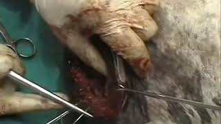 Prescapular tumor in donkey गधा में कैंसर cáncer en burro ورم فى الصدر [upl. by Aenahs]