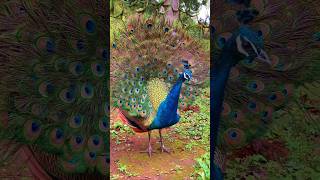 Wow peacock animal bird 🦚🦚 [upl. by Stanwood]