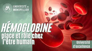 L’hémoglobine place et rôle chez l’être humain [upl. by Mansoor165]