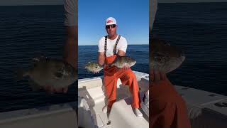 Grey Triggerfish  plus tautog and cod codfishing triggerfish tautog [upl. by Rockafellow]