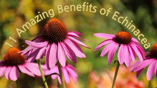 11 Amazing Benefits of Echinacea [upl. by Rushing]