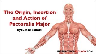 082 The Origin Insertion and Action of Pectoralis Major [upl. by Aneek]