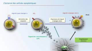 CYTOLOGIE APOPTOSE mort cellulaire programmée [upl. by Liahkim]