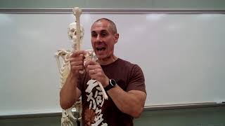 Skeletal anatomy  pectoral girdle and upper limbs [upl. by Desirea164]