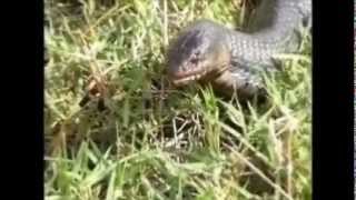 Rattlesnake eaten by Blue Indigowmv [upl. by Feigin]