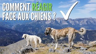 Mon expérience avec LES PATOUS sur le GR5  COMMENT réagir [upl. by Baudoin]