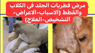 مرض فطريات الجلد فى الكلاب والقطط Ringworm Dermatophytosis in Dogs and Cats [upl. by Maye]