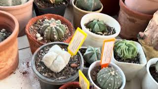 Cactus collection oct 2024 Astrophytum part 2  Hindi [upl. by Uke]