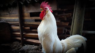 White Leghorn rooster crowing in the morning  Rooster Sound [upl. by German]