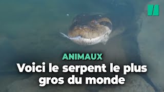 En Amazonie il y a une nouvelle espèce d’anacondas mais ils ne sont pas moins effrayants [upl. by Syst]