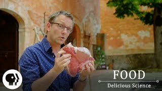 FOOD  DELICIOUS SCIENCE  The Maillard Reaction The Science Of The Sizzle  Clip  PBS Food [upl. by Masson]