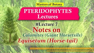 Lecture 7  Calamites and Equisetum Horse tails Life Cycle  Pteridophyta Lecture Notes [upl. by Lula]