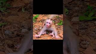 Leo cried for milk monkey puppy shortmonkeysanimals [upl. by Payson]