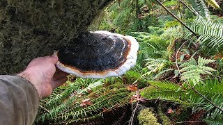 Reishi Mushroom And Red Belted Polypore Pacific Northwest [upl. by Anstus]