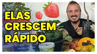 15 FRUTÍFERAS QUE CRESCEM RÁPIDO  Aprenda como cultivar [upl. by Dardani]